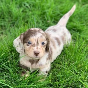 Meet Oliver