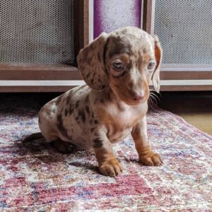 Meet Pete