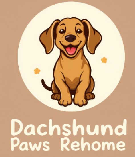 Dachshund puppies