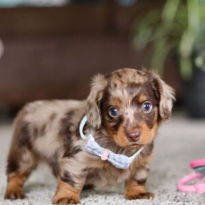 Meet Amy